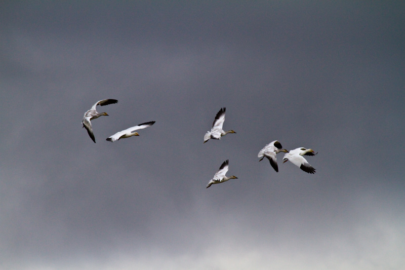 Snow Geese In Flight